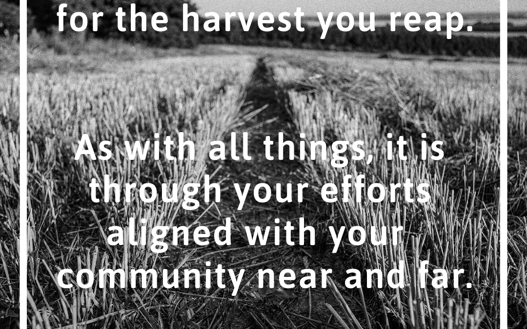 The Harvest You Reap